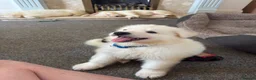 German Shepherd dogs for sale: Straight Back White German Shepherd Pups 🐶 🐕  - Advert 20