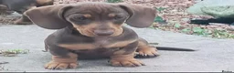 Miniature Dachshund dogs for sale: Minute smooth daschund  in Middlesbrough - Advert 7