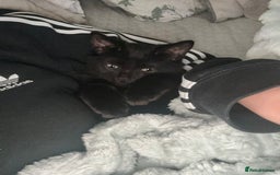 Mixed Breed cats for sale: Mother & 2 kittens  - Image 2