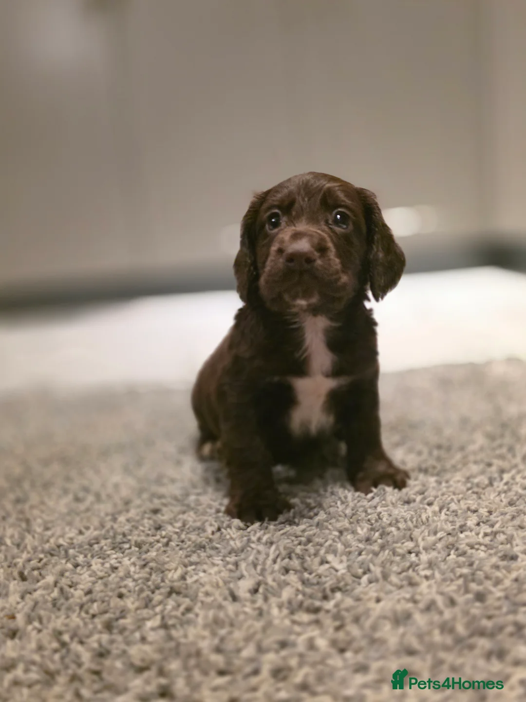 Cocker Spaniel dogs for sale: Beautiful Working cocker spaniel puppies - Advert 24