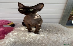Devon Rex cats for sale: Chocolate Devon Female - Image 3