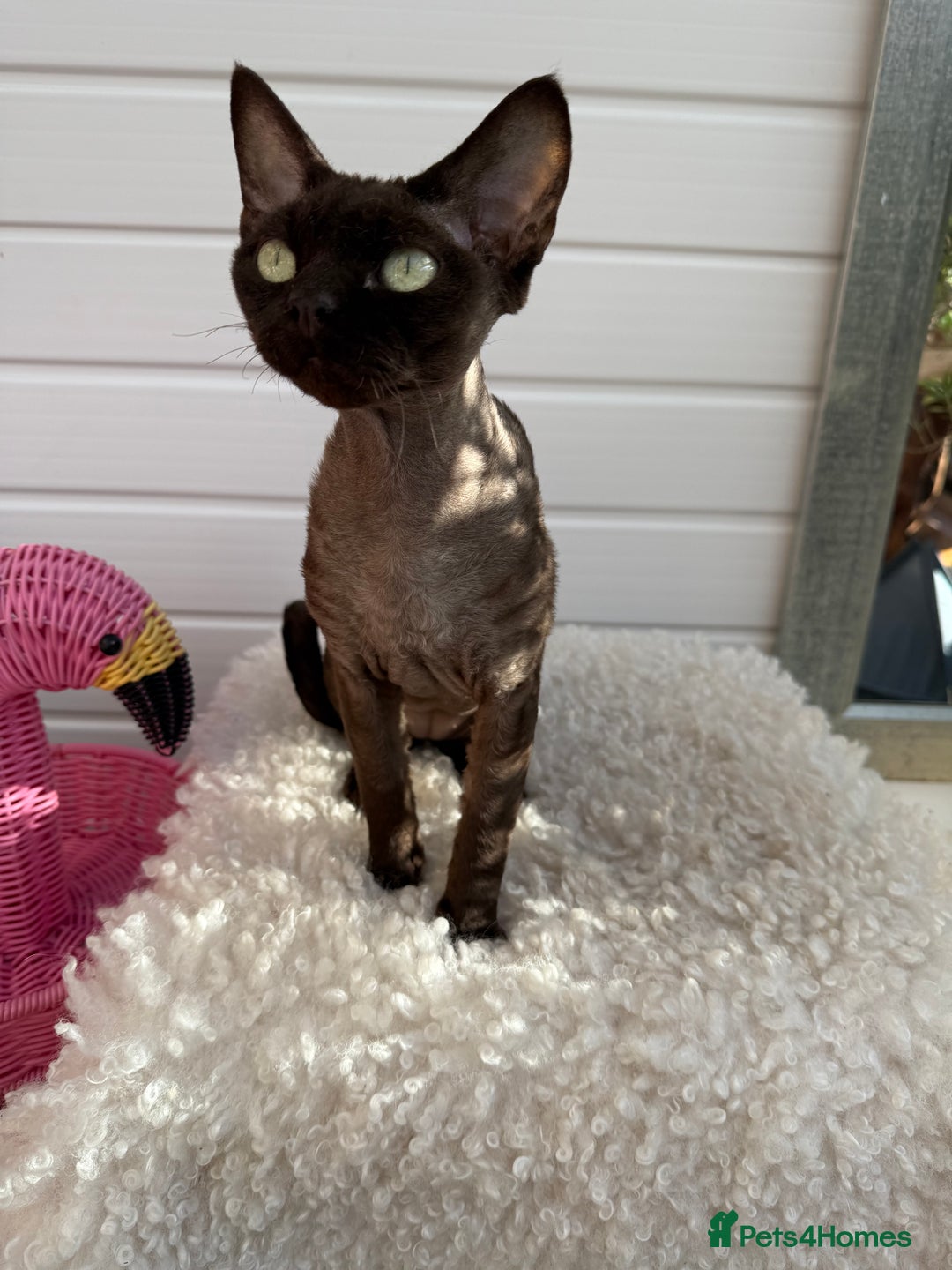 Devon Rex cats for sale: Chocolate Devon Female - Image 3