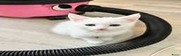 Turkish Angora cats for sale: Four Adorable Kittens!  - Advert 3