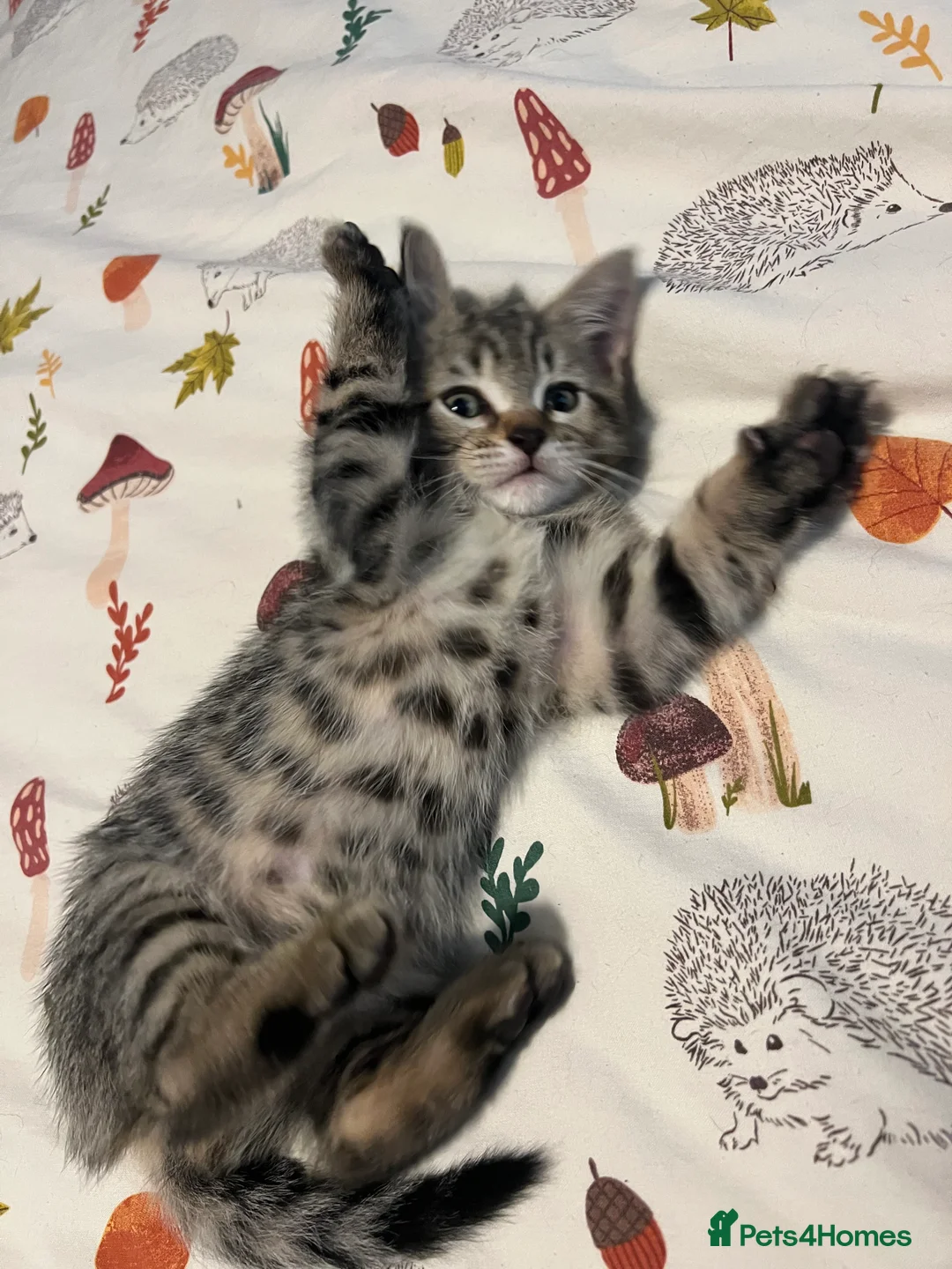 Mixed Breed cats for sale: Mixed Kittens - Advert 11