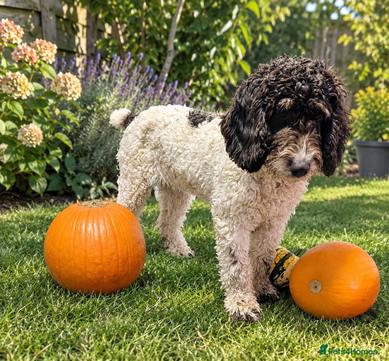 Spanish Water Dog dogs Spanish Water Dog - Advert 2