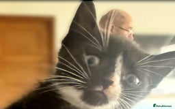 Mixed Breed cats for sale: Beautiful Litter of 4 kittens  - Image 12