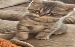 British Shorthair cats for sale: Beautiful British kittens - Image 3
