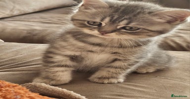 British Shorthair cats - Advert 15