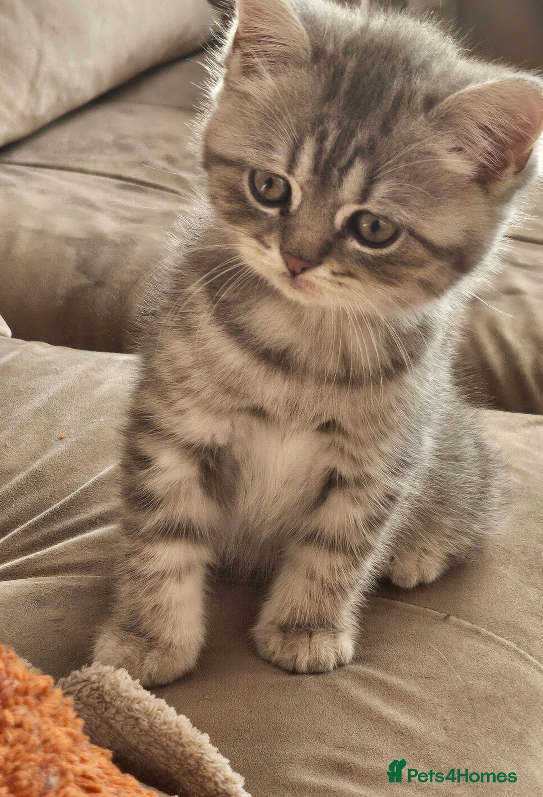 British Shorthair cats for sale: Beautiful British kittens - Image 3
