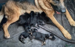 German Shepherd dogs for sale: 11 Cute German Shepherds!  - Image 5