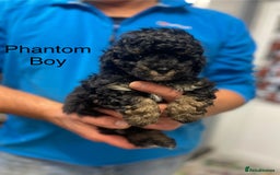 Toy Poodle dogs for sale: PEDIGREE TOY POODLES PRA CLEAR  - Advert 29