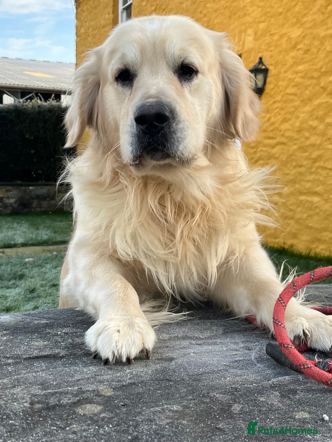 Golden Retriever dogs for sale: Extensively Health tested parents.Snowwhite Chunks - Image 15