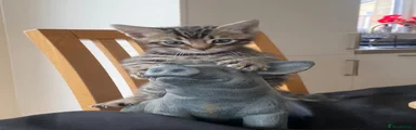 Bengal 1