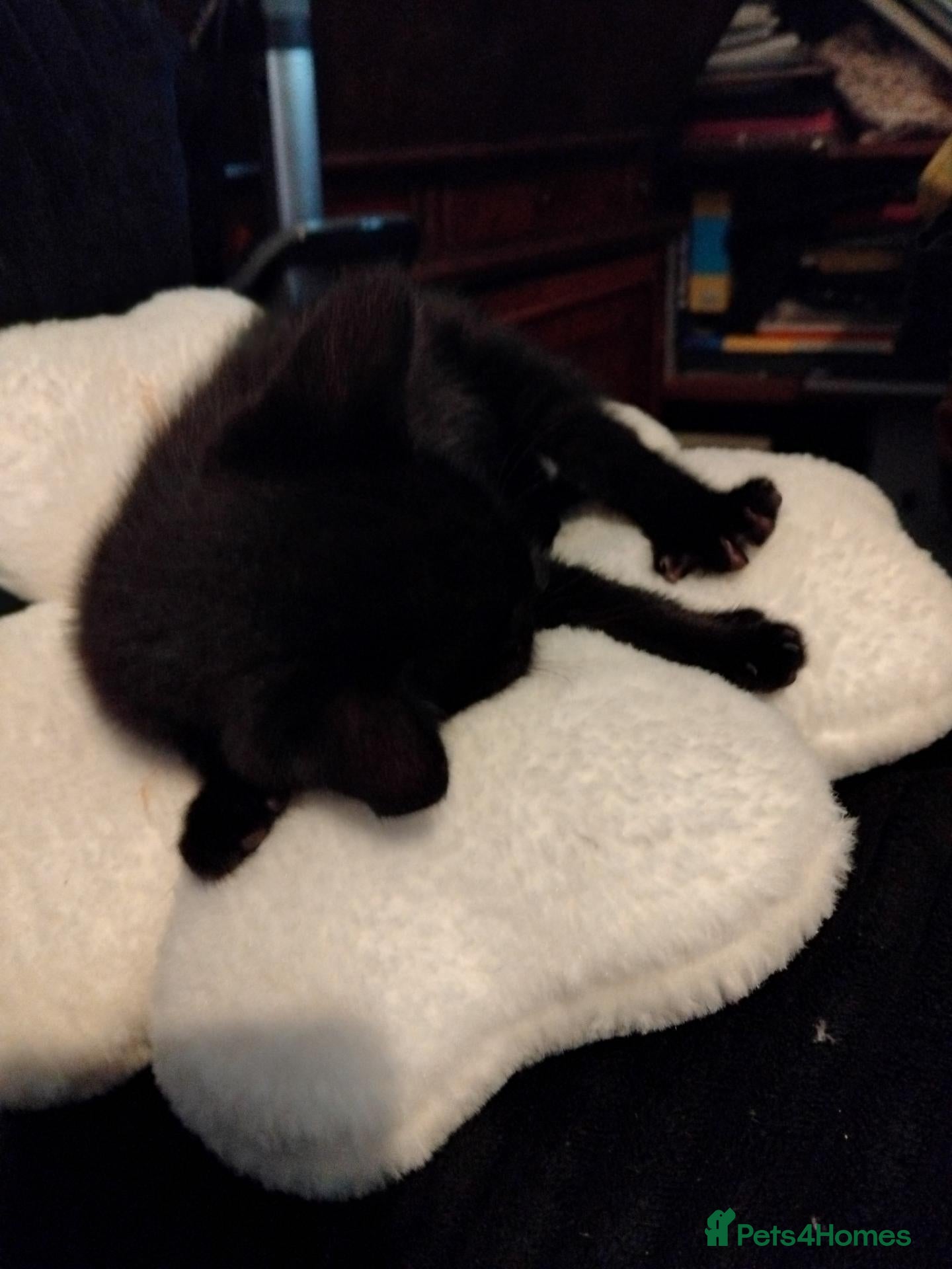 Mixed Breed cats Kittens for sale - Advert 16