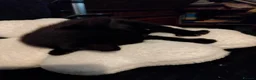 Mixed Breed cats for sale: Kittens for sale - Advert 4