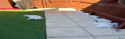 Ragdoll cats for sale: Ragdoll in Sittingbourne - Advert 7