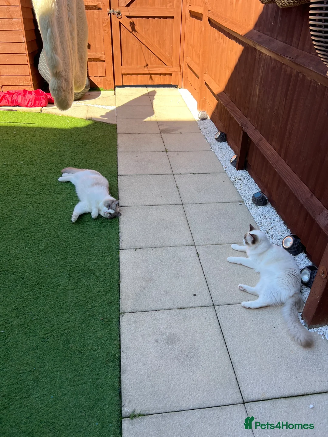 Ragdoll cats for sale: Ragdoll in Sittingbourne - Advert 7