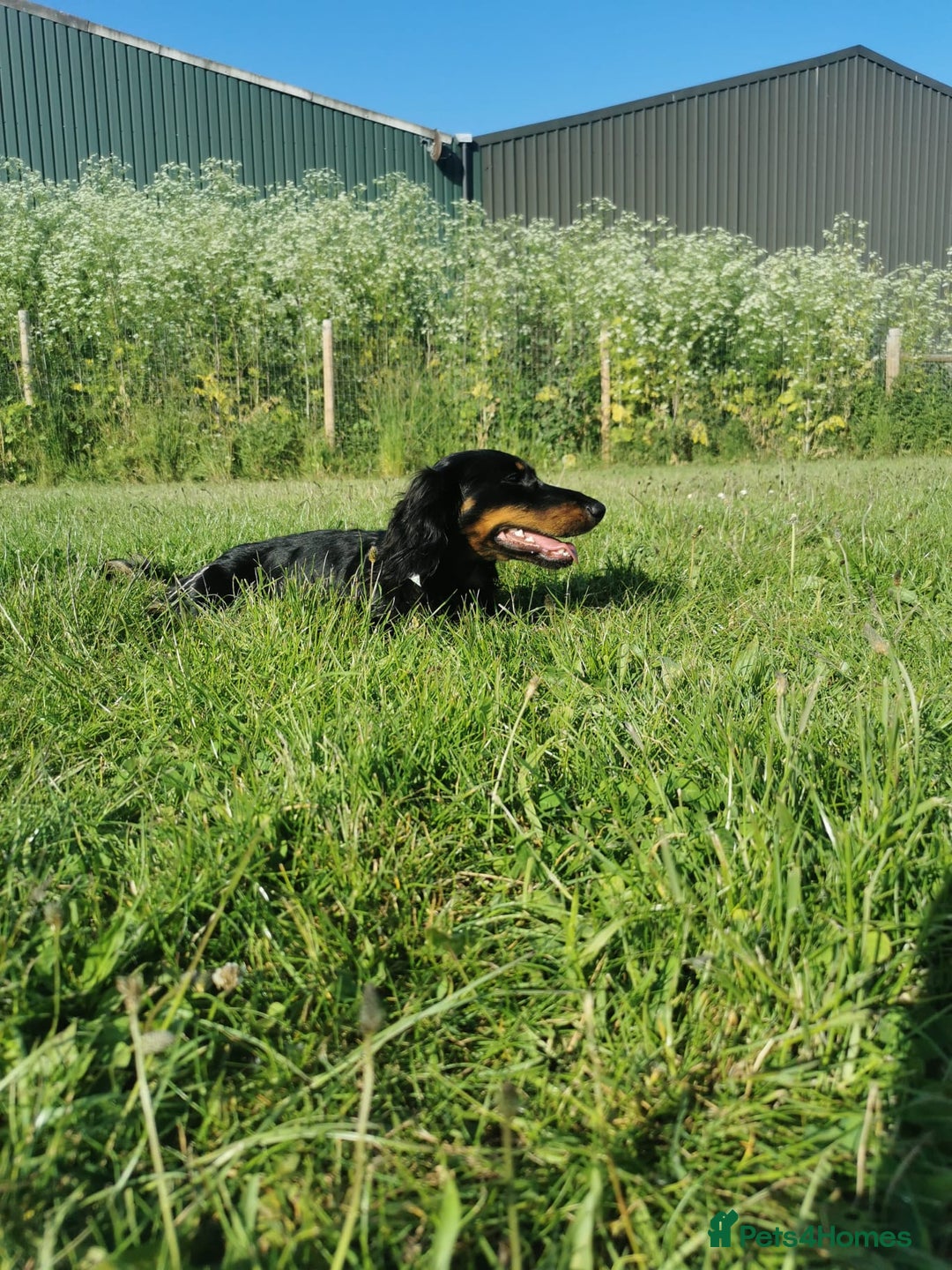 Miniature Dachshund dogs for sale:  long haired miniature dachshund male KC registere - Advert 25