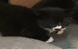 Domestic Shorthair cats for sale: Very pretty Black and White Kittens  - Image 2