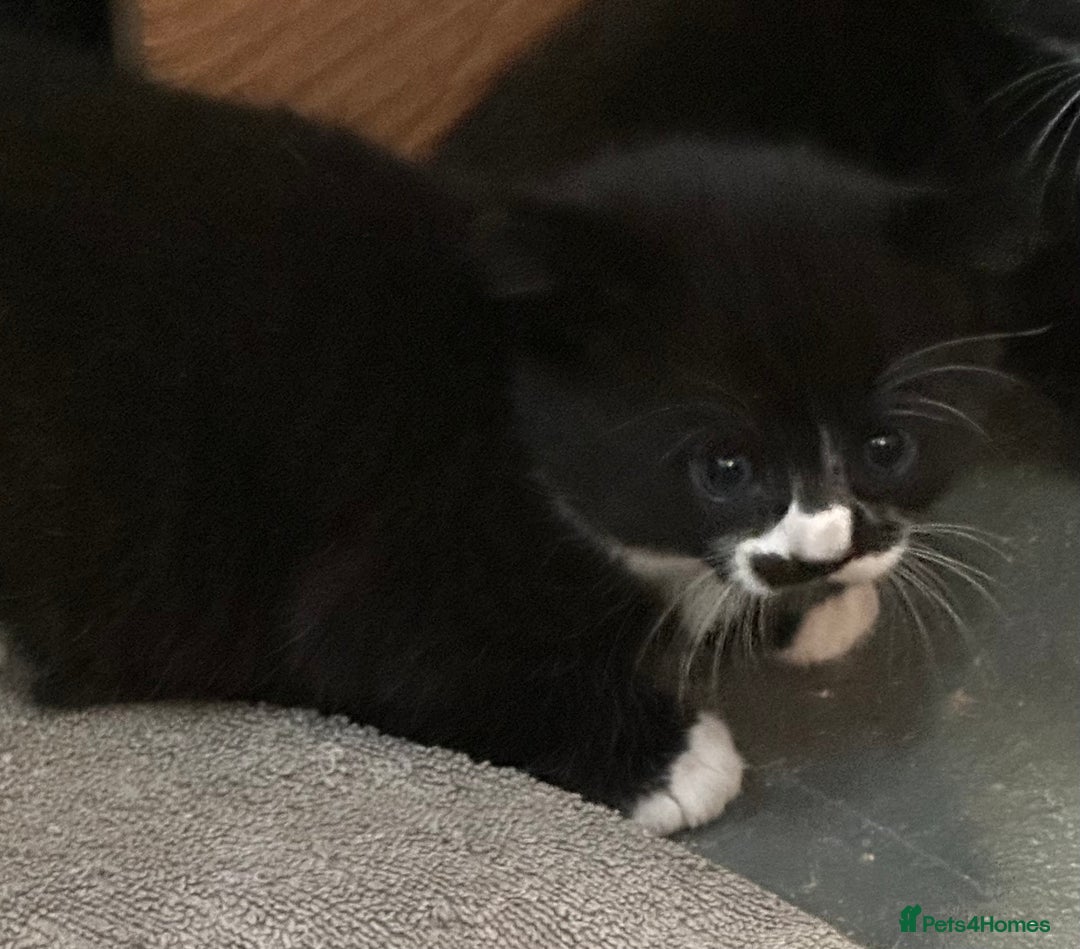 Domestic Shorthair cats for sale: Very pretty Black and White Kittens  - Image 2