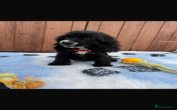 Cocker Spaniel dogs for sale: Show type cocker spaniel puppy’s  - Image 4