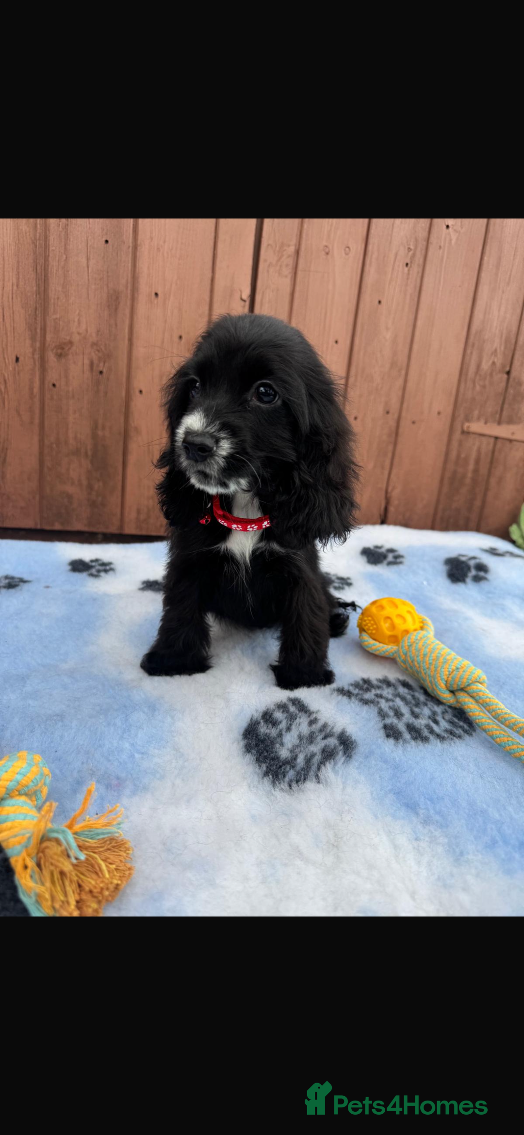 Cocker Spaniel dogs for sale: Show type cocker spaniel puppy’s  - Image 4