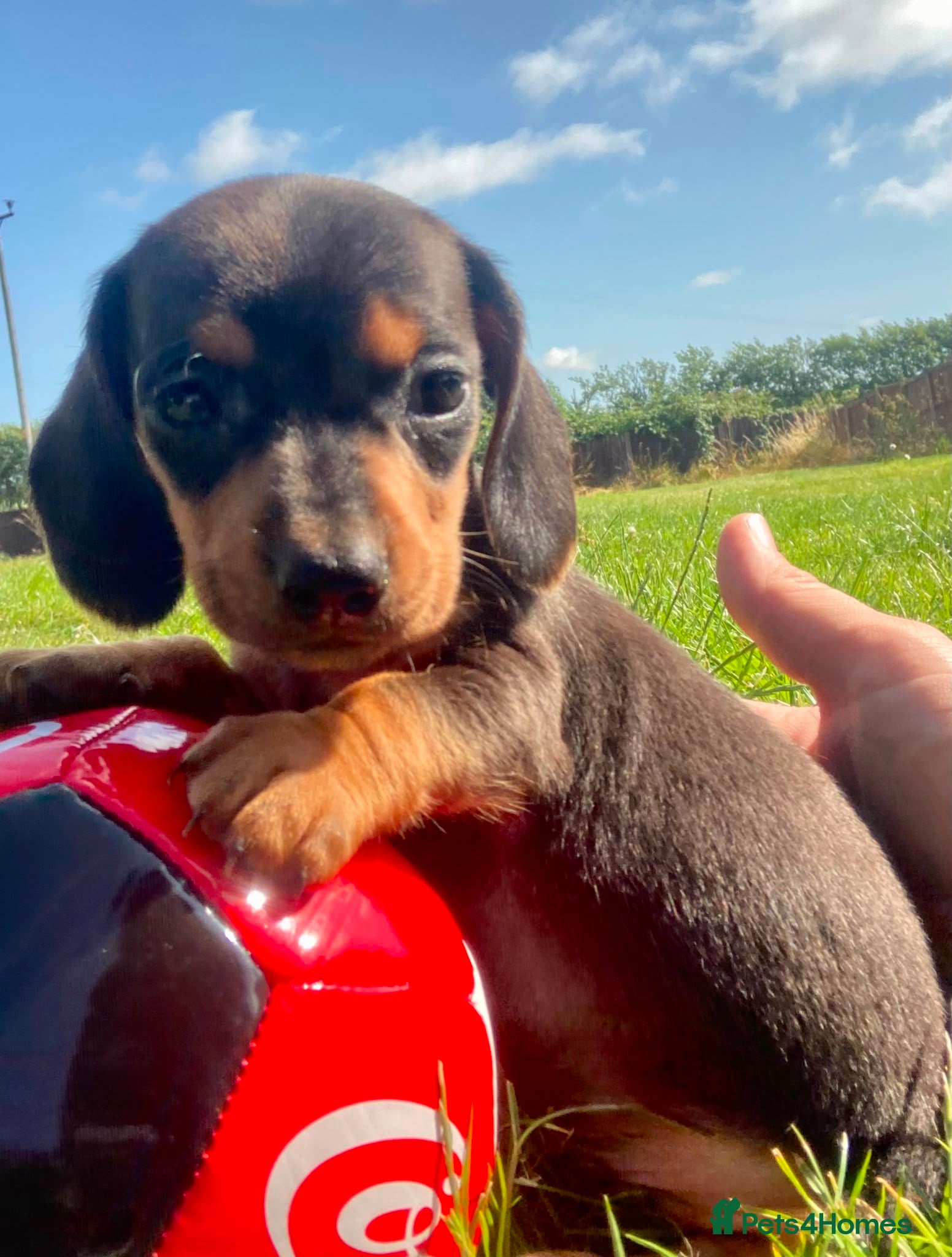 Miniature Dachshund dogs 🐾🤍PRA Clear, True Miniature dachshund puppies  - Advert 1