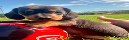 Miniature Dachshund dogs for sale: PRA Clear miniature dachshund puppies  - Advert 5