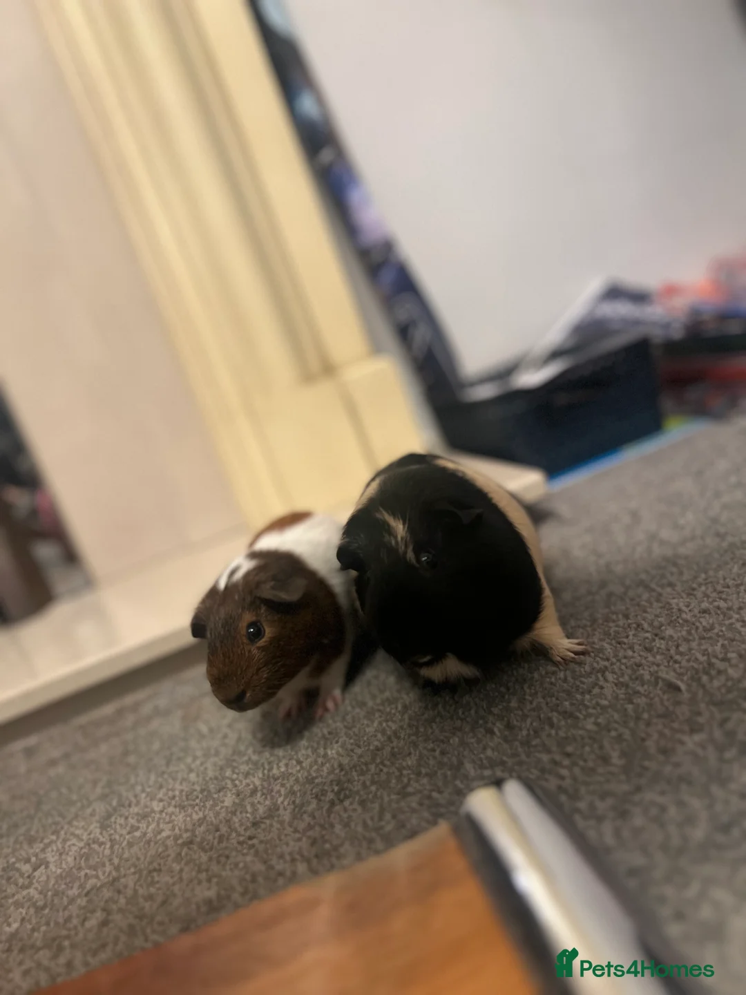 Guinea Pig rodents for sale: X2 gorgeous male guinea pigs  - Advert 5