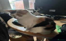 British Shorthair cats for sale: Meet 4 year olds Nacho and Patch - Image 1