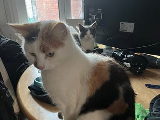 British Shorthair cats for sale - Advert 1