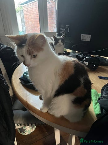 British Shorthair cats - Advert 9