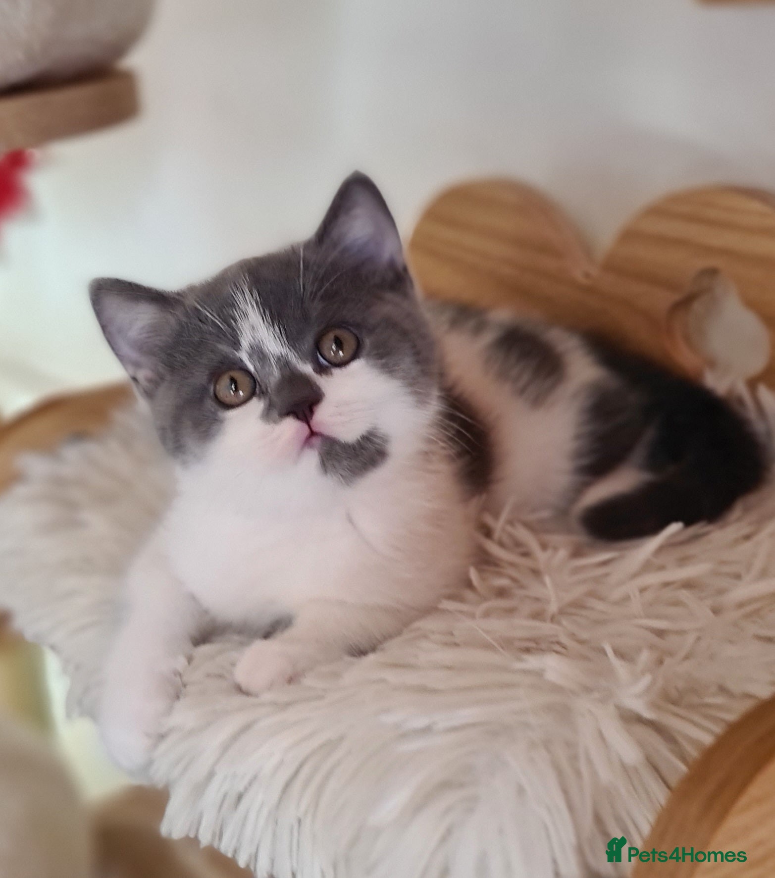 British Shorthair cats British ShortHair kittens GCCF  - Advert 1