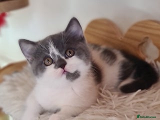 British Shorthair cats British ShortHair kittens GCCF - Advert 2