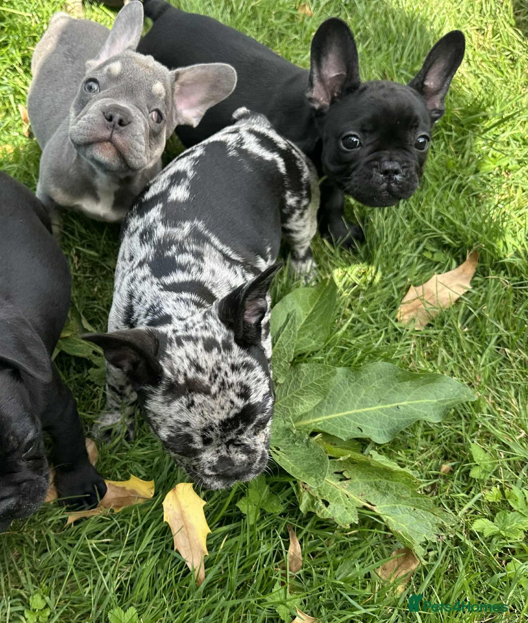 French Bulldog dogs for sale: French Bulldogs  - Image 2