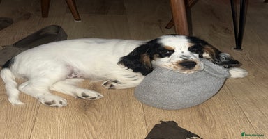 Cocker Spaniel dogs - Advert 2