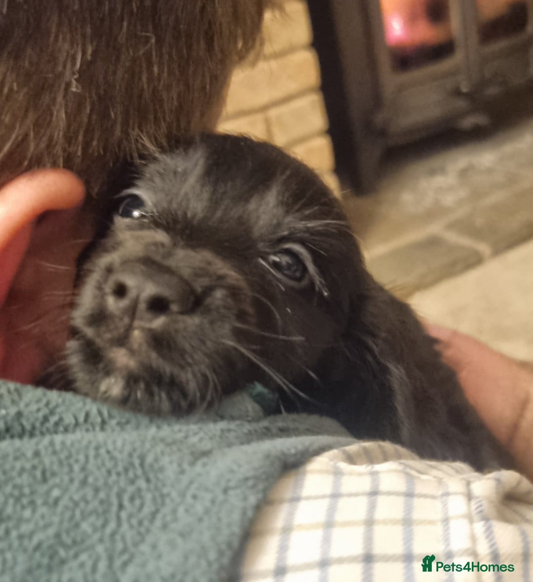 Cocker Spaniel dogs for sale: Gorgeous Working Cocker Boys - Advert 11