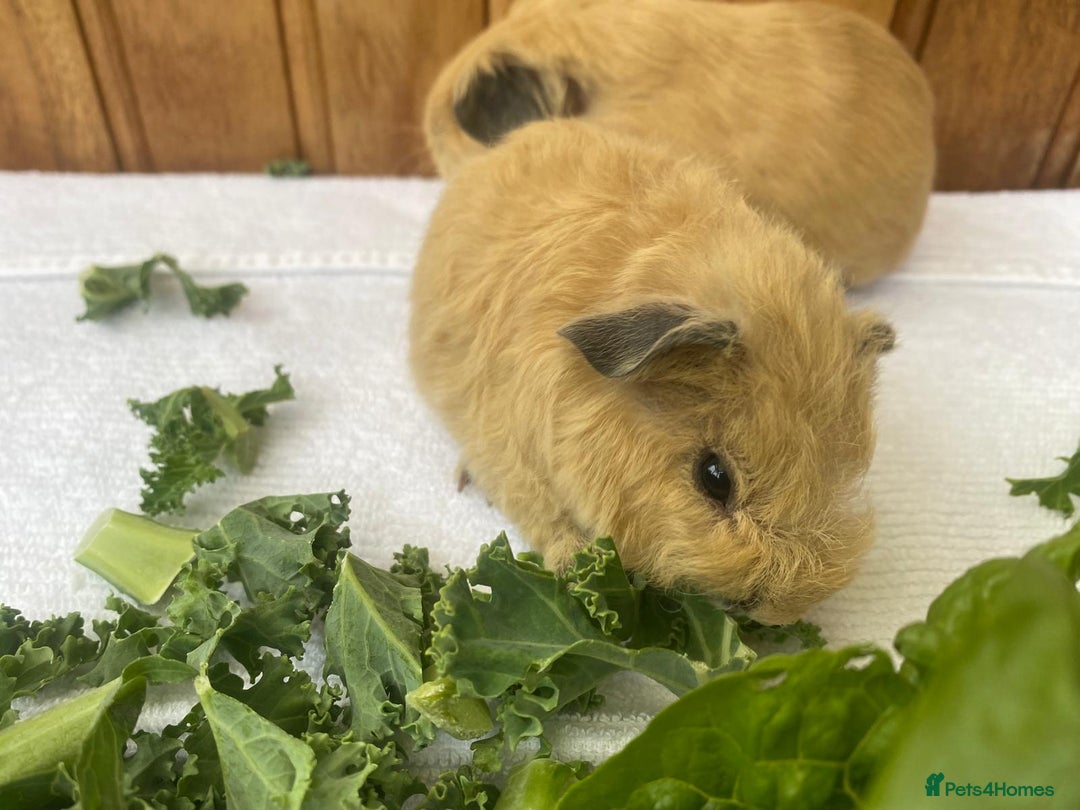 Guinea Pig rodents for sale: 4no Gorgeous baby Guinea pigs available  - Image 3