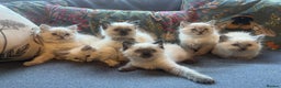 Ragdoll cats for sale: Stunning ragdoll kittens for forever homes  - Advert 11