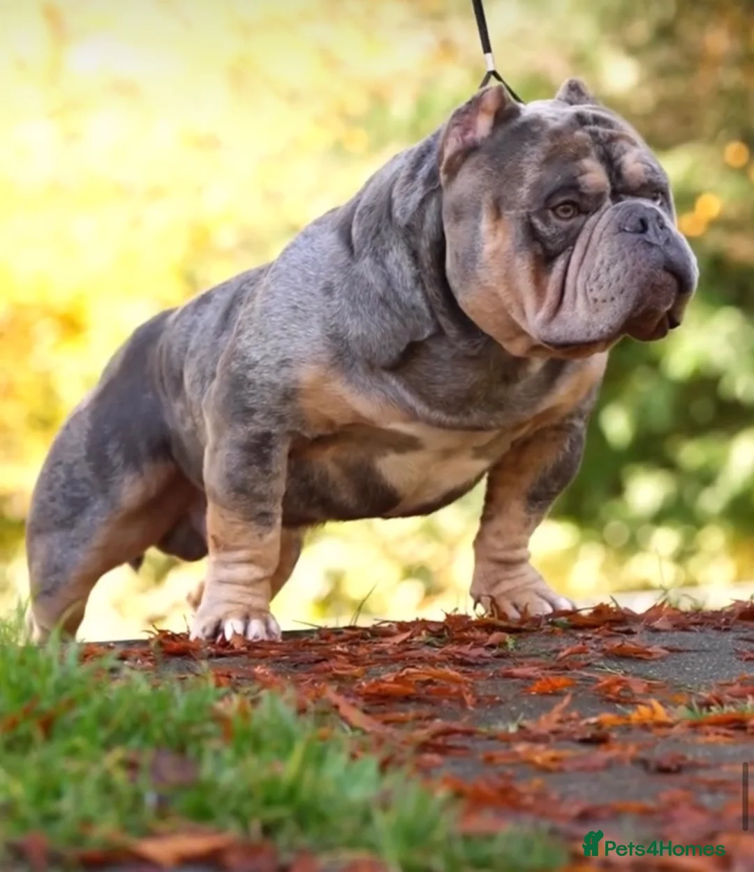 American Bully dogs for sale: Lucci vs Gr CH McLovin pups  - Advert 22