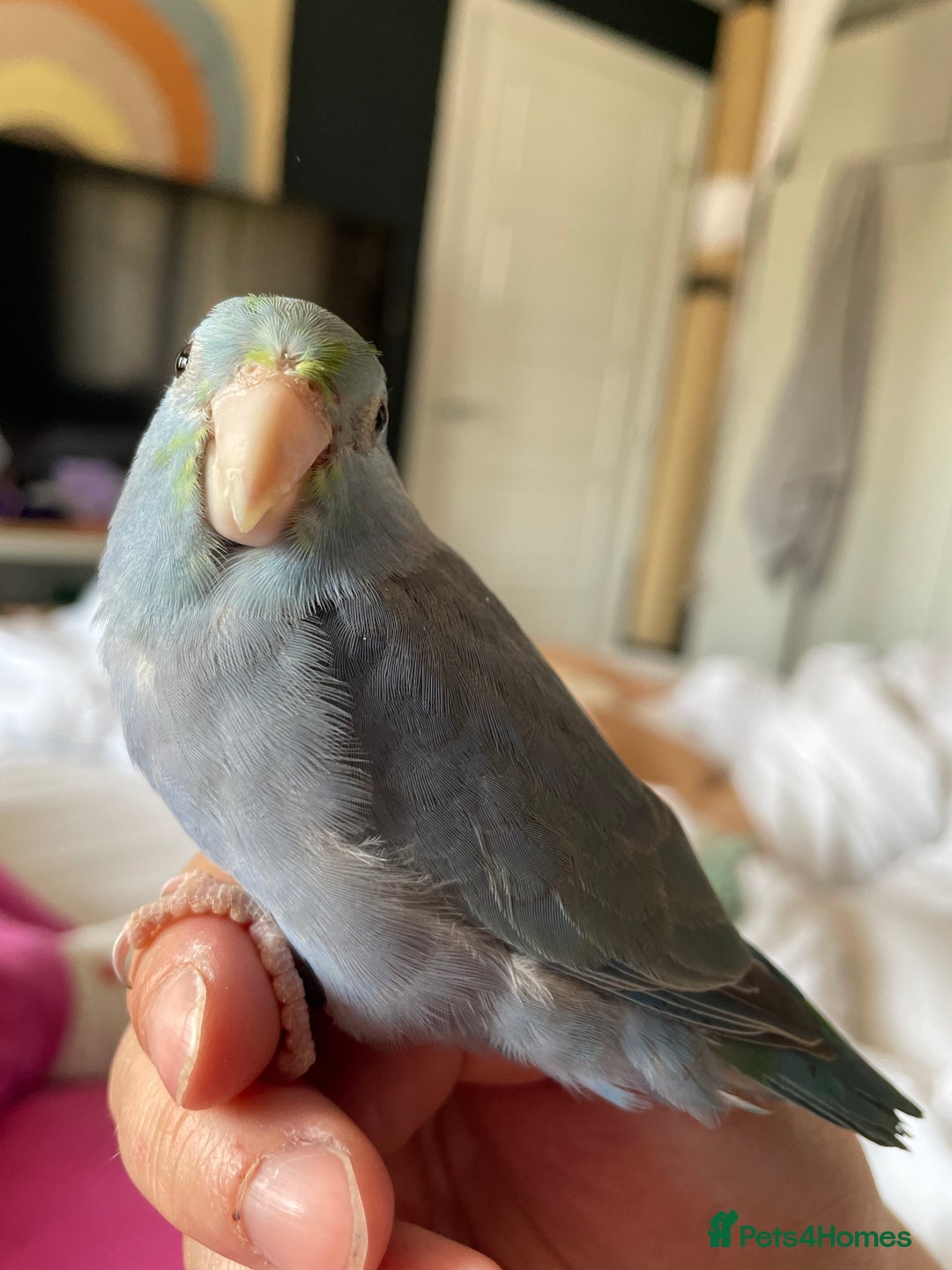 Parrots birds for sale: Pair of Parrotlet's  - Advert 5