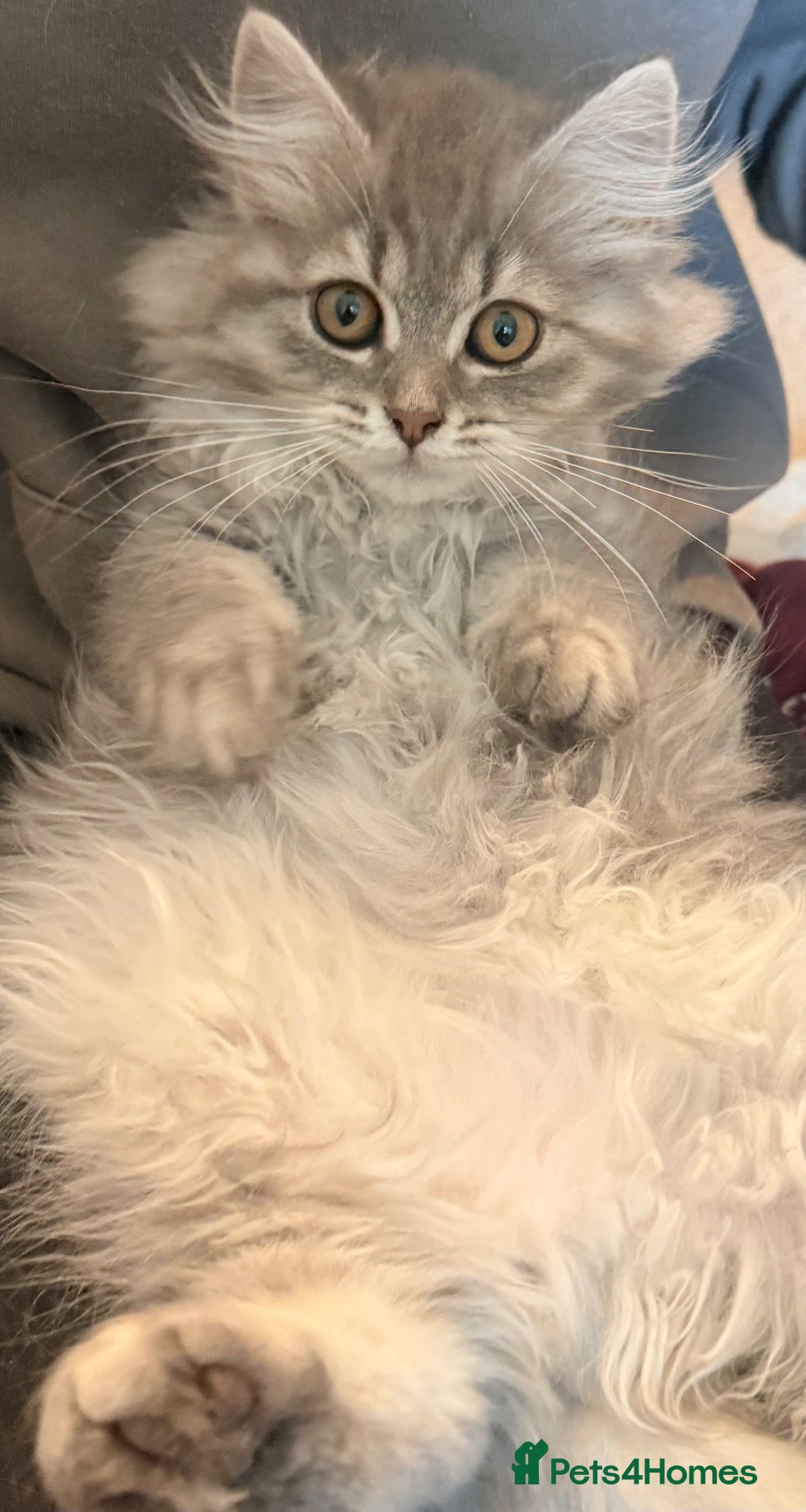 Siberian cats Full breed Siberian kittens ready now! - Advert 1