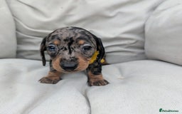 Miniature Dachshund dogs for sale: KC Registered miniature Dachshund Puppies - Image 15