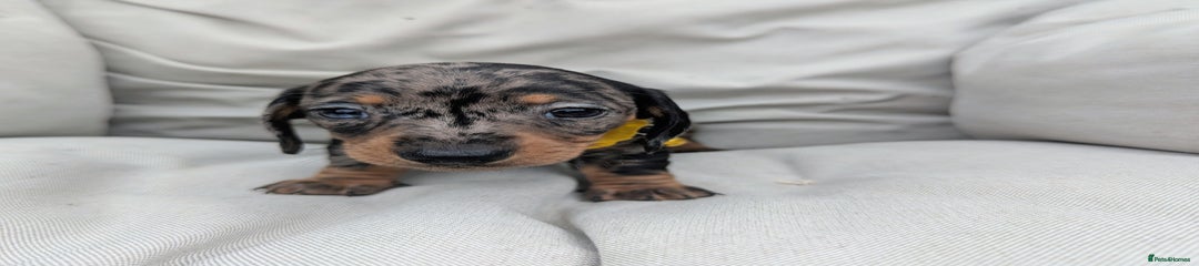 Miniature Dachshund Puppy 4