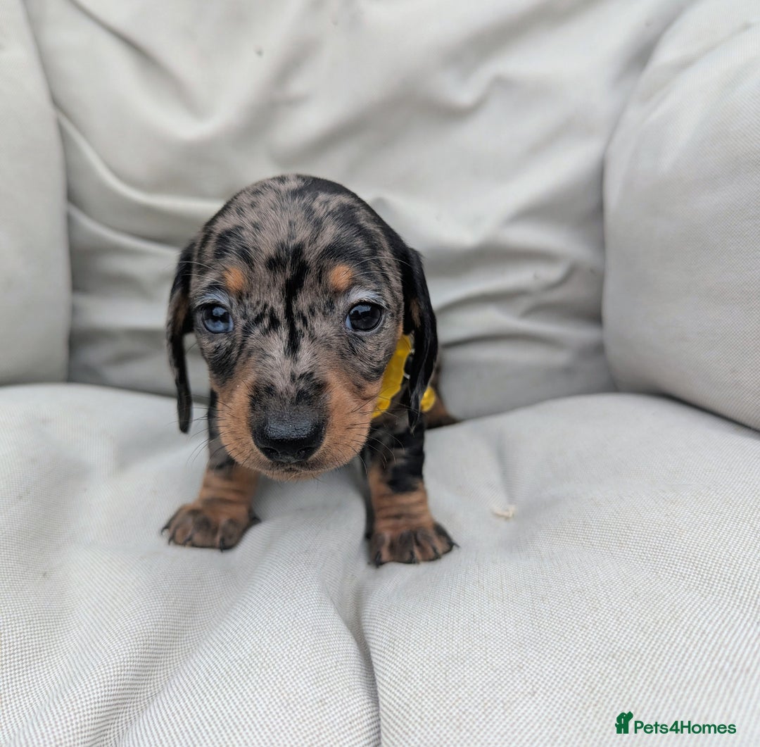 Miniature Dachshund dogs for sale: KC Registered miniature Dachshund Puppies - Image 15