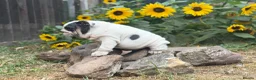 English Bulldog dogs for sale: Rare mini english bulldogs  - Advert 6