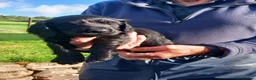 Cocker Spaniel dogs for sale: Working Cocker Spaniel Puppies - Advert 4