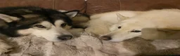 Alaskan Malamute dogs for stud: Alaskan Malamute for Stud   in Oldham - Advert 16