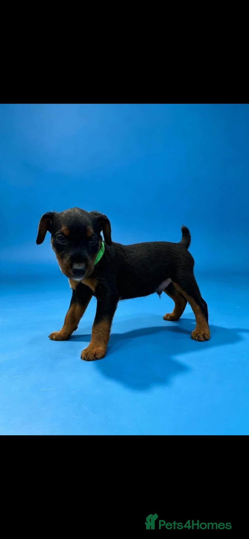 Lakeland Terrier dogs Lakeland terrier puppies (working type) - Advert 2