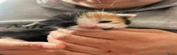 Mixed Breed cats for sale: 3 beautiful kittens  - Advert 34